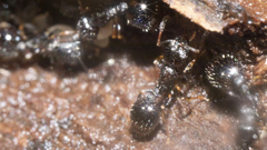 Temnothorax longispinosus