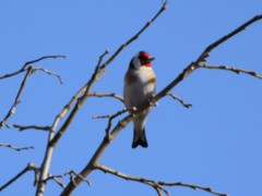 Carduelis carduelis