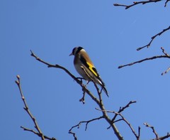Carduelis carduelis