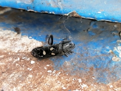 Ectomocoris quadrimaculatus