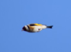 Carduelis carduelis