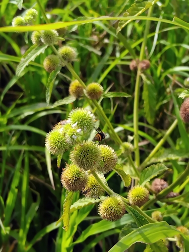 Hyptis brevipes observed 2026-04-26