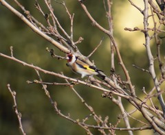 Carduelis carduelis