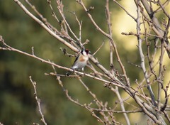 Carduelis carduelis