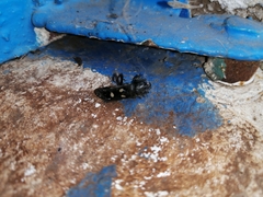 Ectomocoris quadrimaculatus