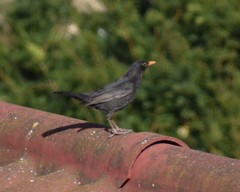 Turdus merula