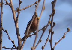 Fringilla coelebs