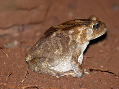 Sclerophrys regularis