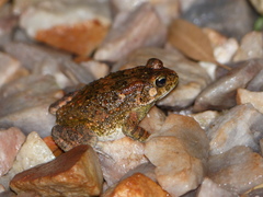Sclerophrys regularis