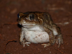 Sclerophrys regularis