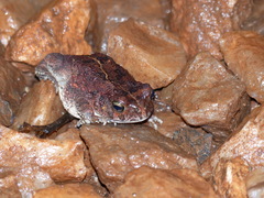 Sclerophrys regularis