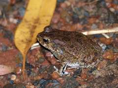 Sclerophrys regularis