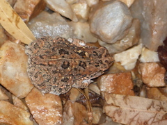 Sclerophrys regularis