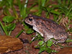Sclerophrys regularis