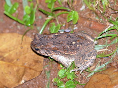 Sclerophrys regularis