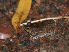 Sclerophrys regularis