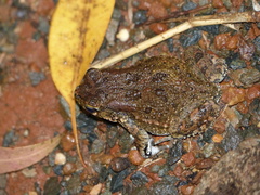 Sclerophrys regularis