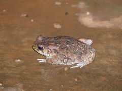 Sclerophrys regularis