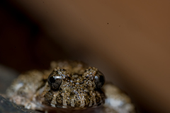 Minervarya keralensis