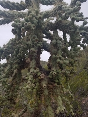Cylindropuntia fulgida