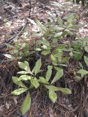 Quercus incana