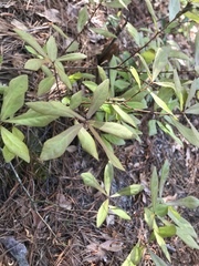 Quercus incana
