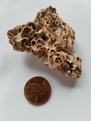 Petaloconchus varians