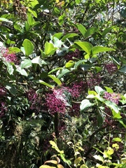 Medinilla speciosa