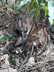 Arisaema thunbergii urashima