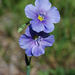Wild Blue Flax - Photo (c) 2010 Barry Breckling, some rights reserved (CC BY-NC-SA)