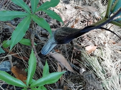 Arisaema thunbergii urashima