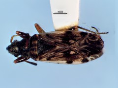 Ligyrocoris diffusus