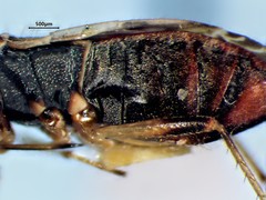 Ligyrocoris diffusus