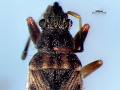 Ligyrocoris diffusus