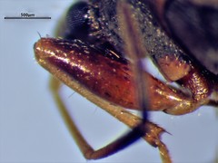 Ligyrocoris diffusus