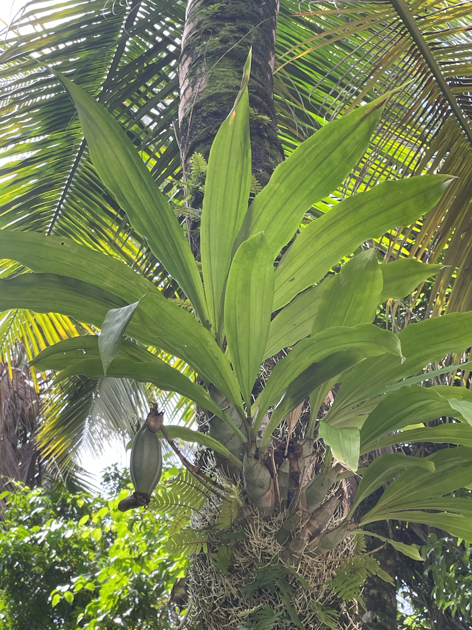 Imagem de catasetum