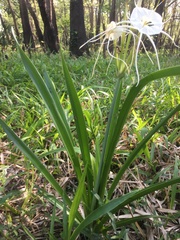 Hymenocallis liriosme