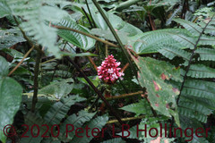 Miconieae
