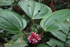 Miconieae