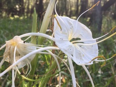 Hymenocallis liriosme