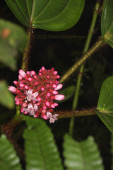 Miconieae