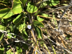 Psoralea glaucina