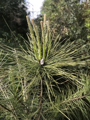 Pinus serotina