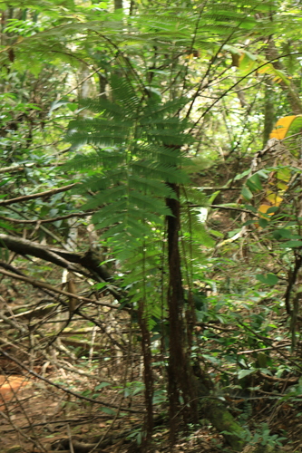 Cyathea phalerata, photograph 1