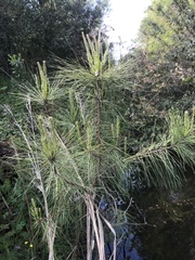 Pinus serotina