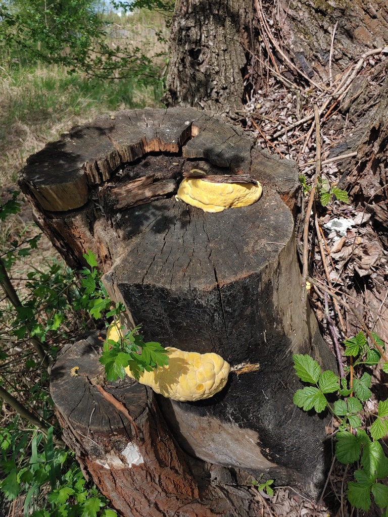 Laetiporus sulphureus · April 2026 · photo: © valeriidarmostuk (iNaturalist, cc-by)