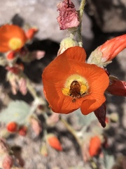 Calliopsis subalpina