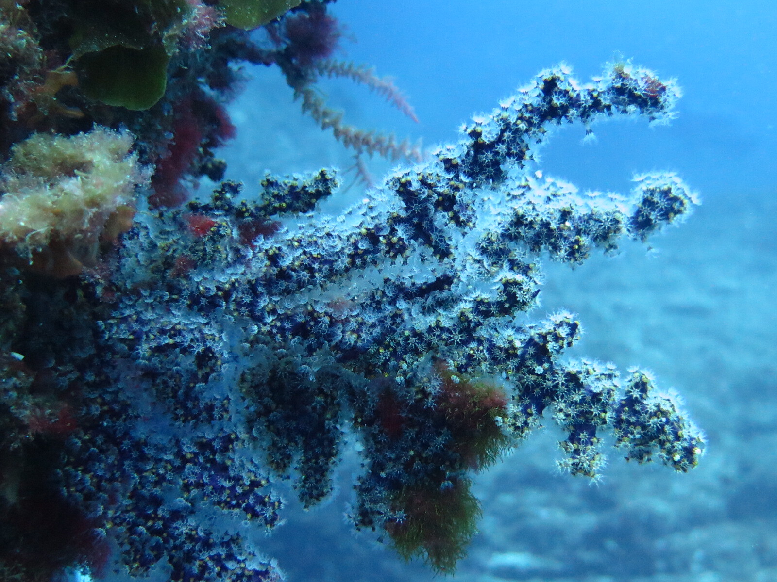 Alcyonium coralloides (Pallas, 1766)
