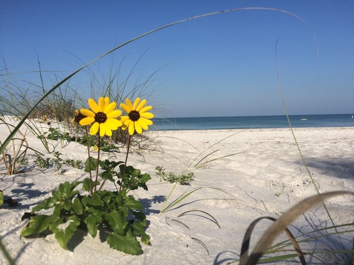 cucumberleaf sunflower