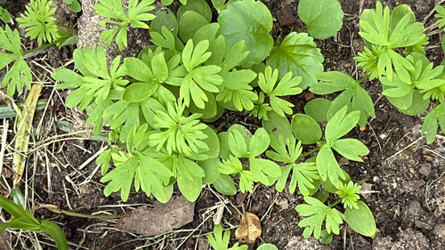 Geranium texanum, photograph 5